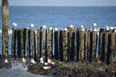 Strand bei Oostkapelle