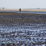 Strandläufer
